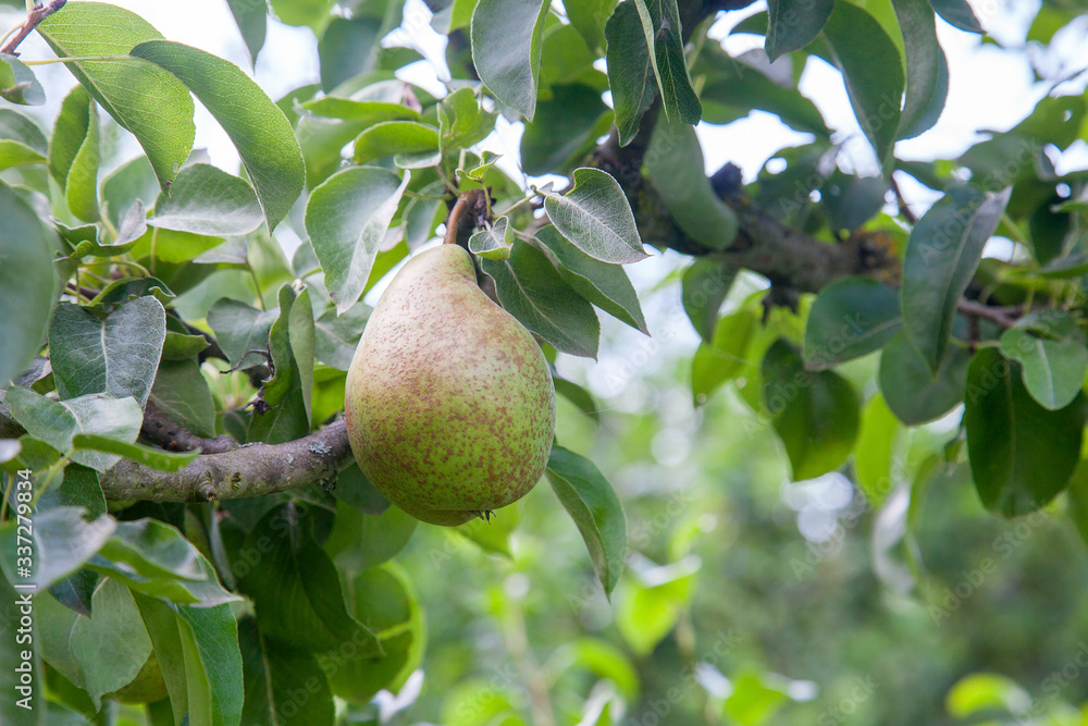 Shiny delicious pears hanging from a tree branch in the orchard.. Shiny delicious pears hanging from a tree branch in the orchard..