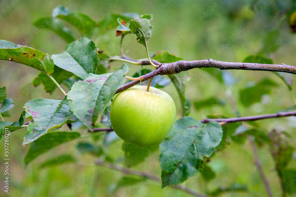 Shiny delicious green apples on a branch ready to be harvested in an apple orchard.. Shiny delicious green apples on a branch ready to be harvested in an apple orchard..