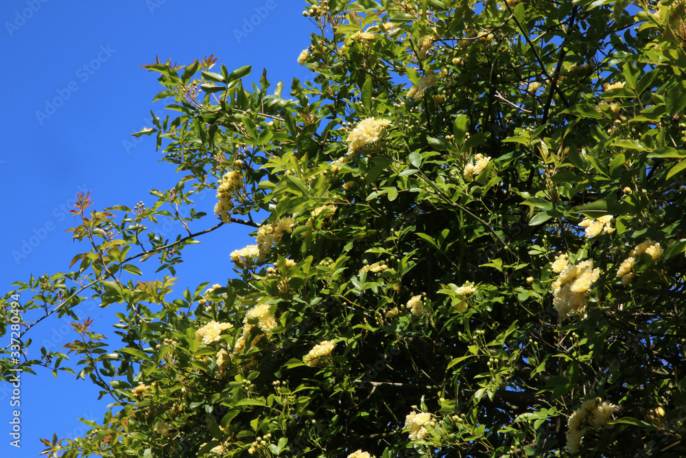 Arbusto di rosa rampicante, in primavera, con fiori giallo pallido a mazzetti appena sbocciati, che si stagliano sull’azzurro intenso del cielo, primo piano, spazio per testo Arbusto di rosa rampicante, in primavera, con fiori giallo pallido a mazzetti appena sbocciati, che si stagliano sull’azzurro intenso del cielo, primo piano, spazio per testo