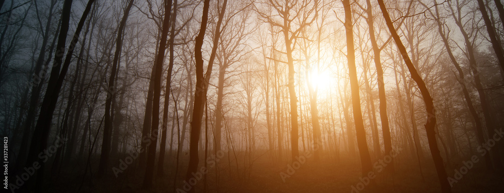 Obraz premium Panorama of morning forest in foggy weather