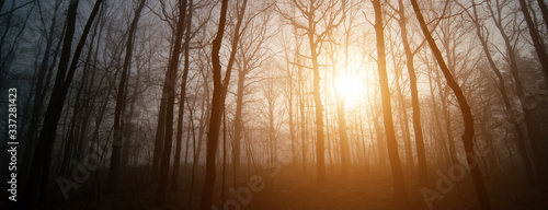 Panorama of morning forest in foggy weather