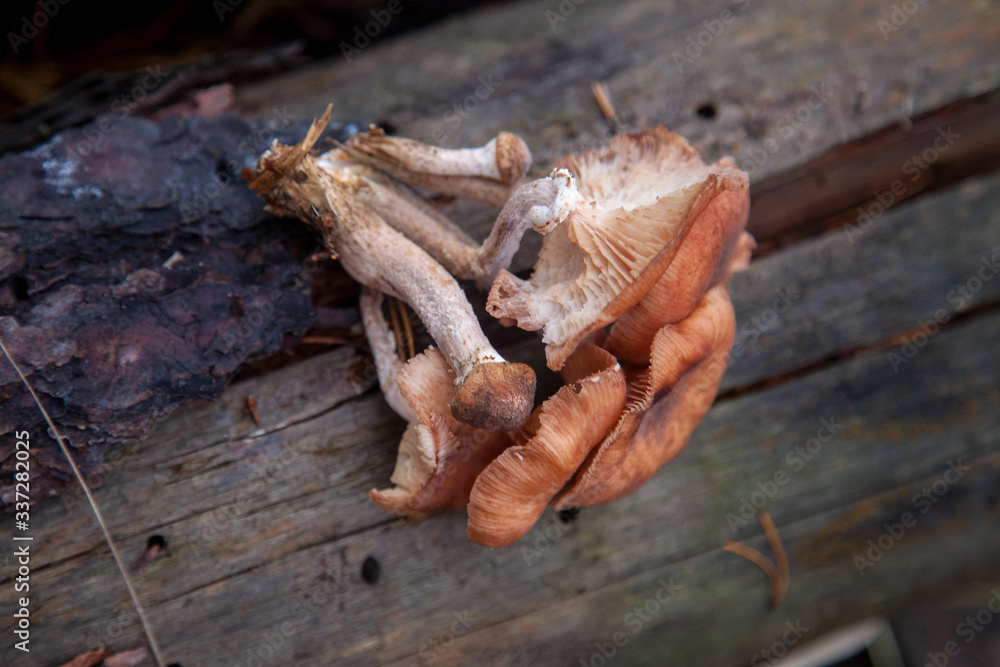 Wild forest mushrooms honey agarics in the forest.. Wild forest mushrooms honey agarics in the forest..