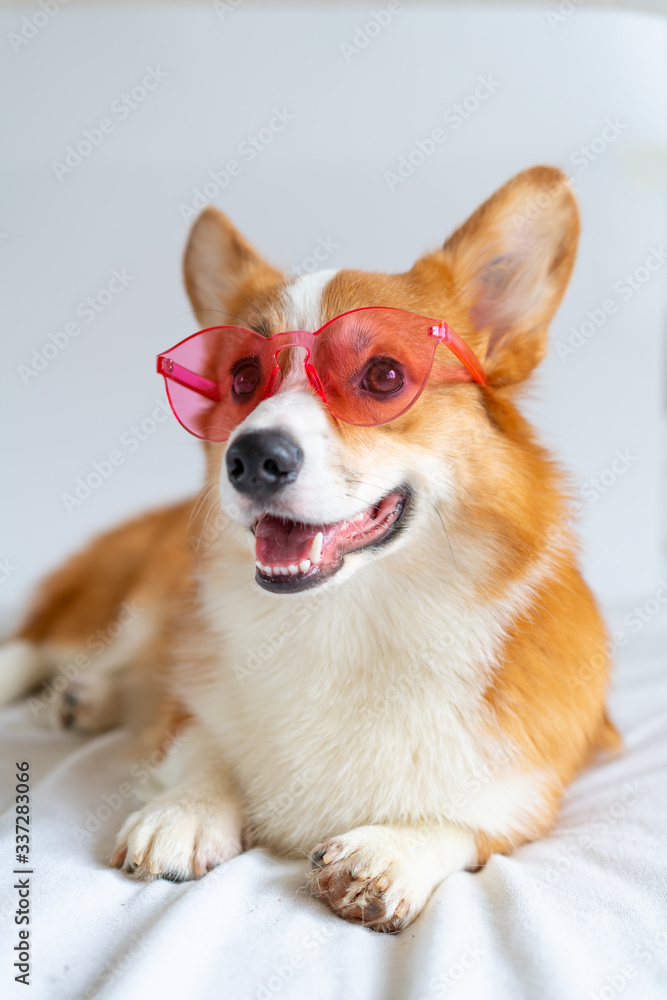 Cute corgi dog posing in fashion pink sunglsses at home
