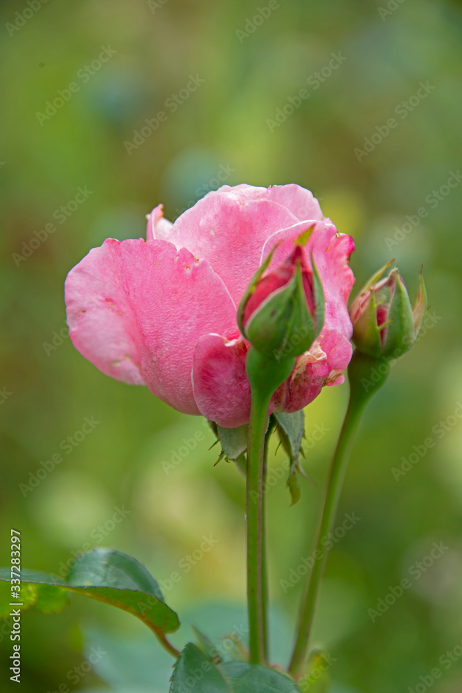 pink rose on a green background pink rose on a green background