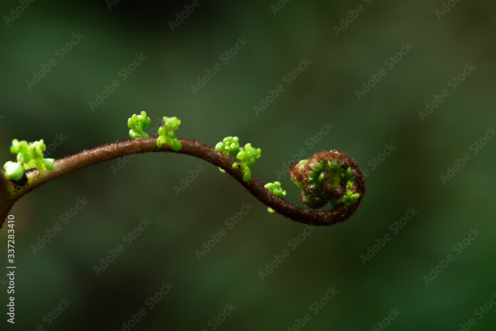 A part of silver fern in rain forest in New Zealand. A part of silver fern in rain forest in New Zealand.