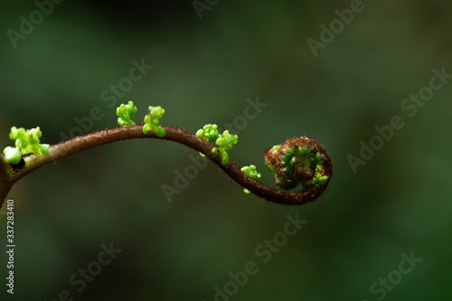 A part of silver fern in rain forest in New Zealand.