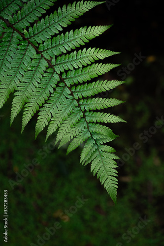 A part of silver fern in rain forest in New Zealand.
