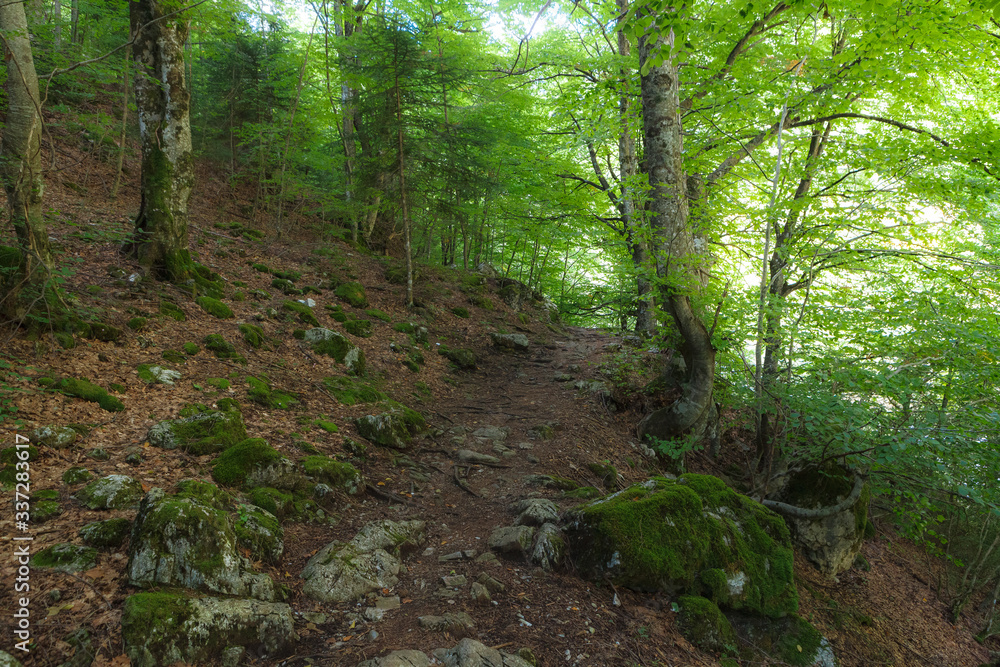 Fototapeta premium Beautiful view of mountain forest with hiking path. Macedonia. Greece.