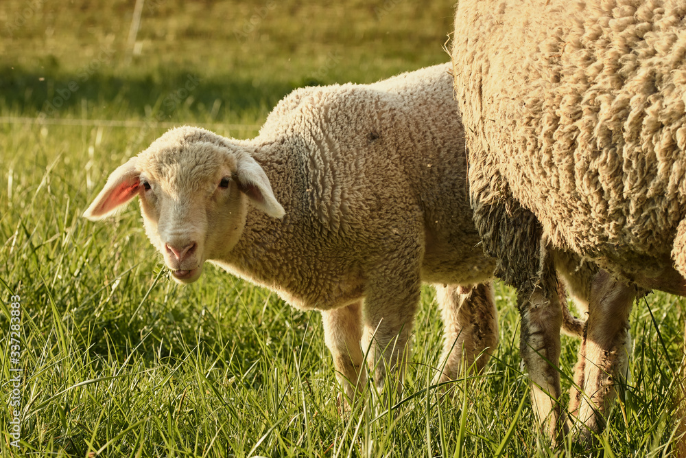 Obraz premium White lamb grazing in sunlit grass field behind mother sheep in spring