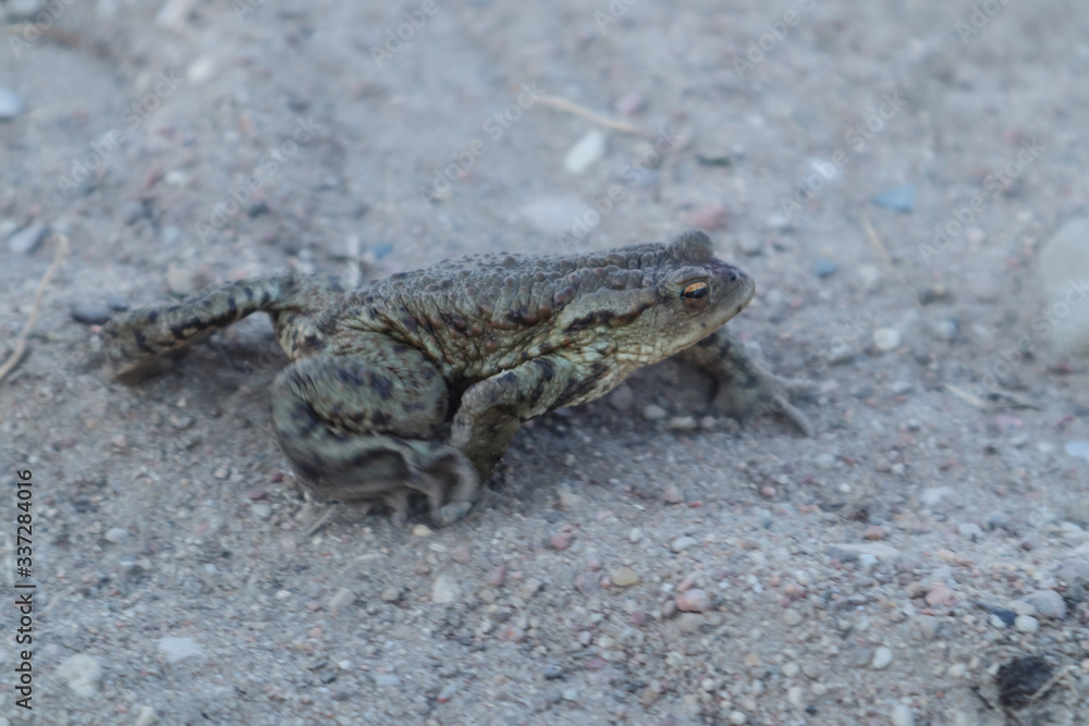 The toad is moving along a sandy road The toad is moving along a sandy road