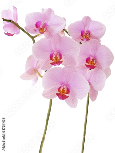orchid Phalaenopsis with pink flowers isolated