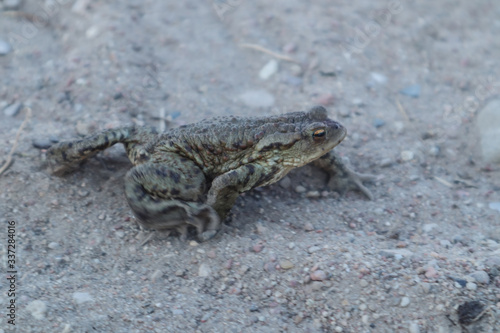 The toad is moving along a sandy road