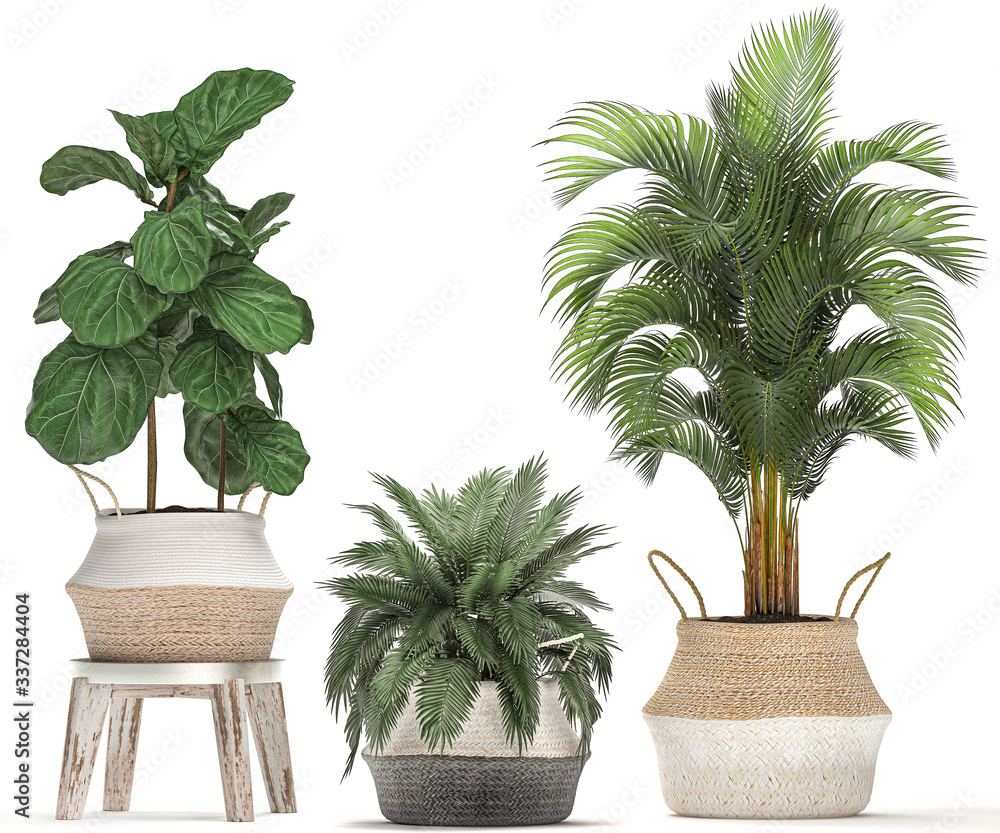 ornamental plants in a basket isolated on white background ornamental plants in a basket isolated on white background