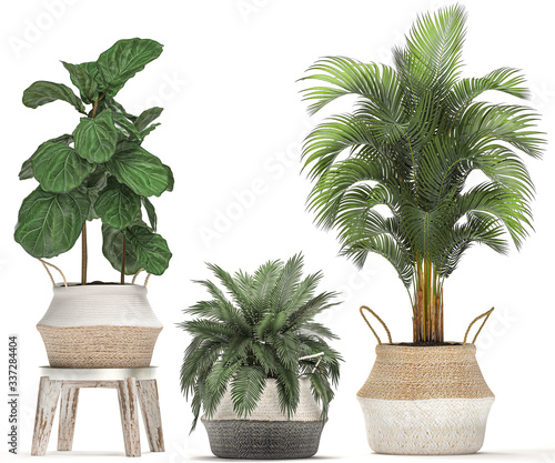 ornamental plants in a basket isolated on white background
