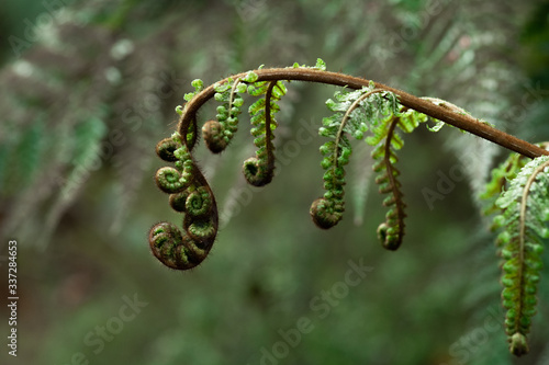 A part of silver fern in rain forest in New Zealand.