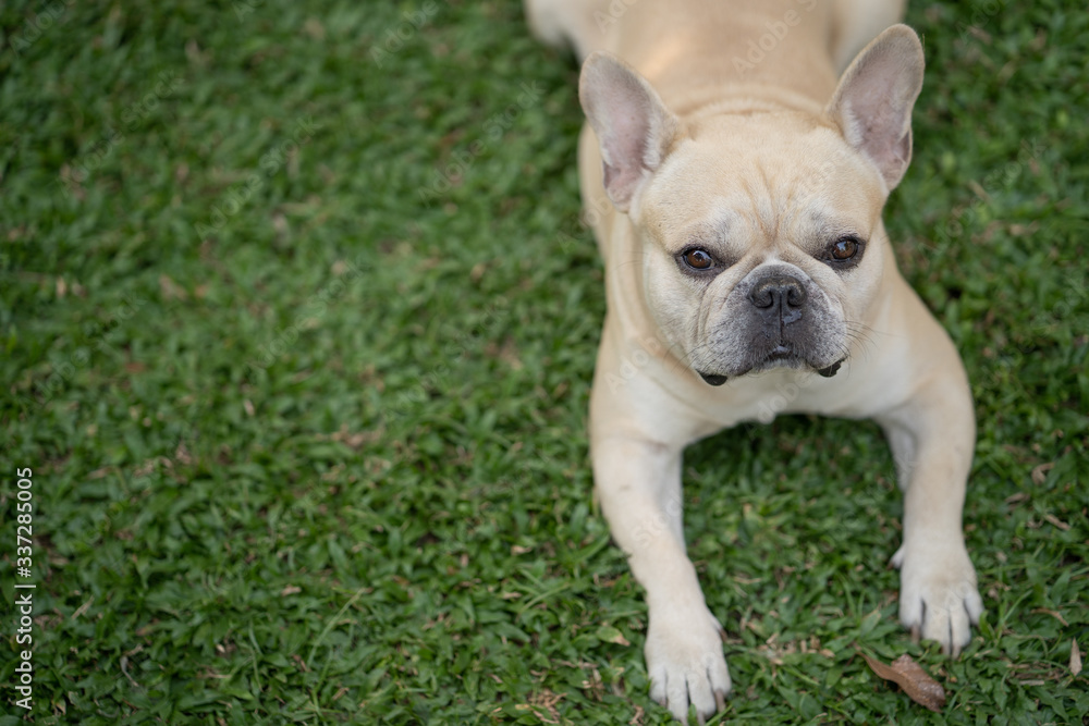Cute french bulldog lying on grass in garden. Cute french bulldog lying on grass in garden.