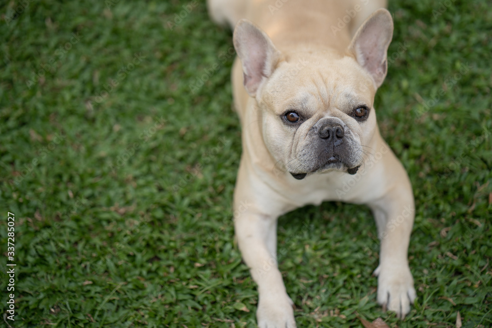 Cute french bulldog lying on grass in garden. Cute french bulldog lying on grass in garden.