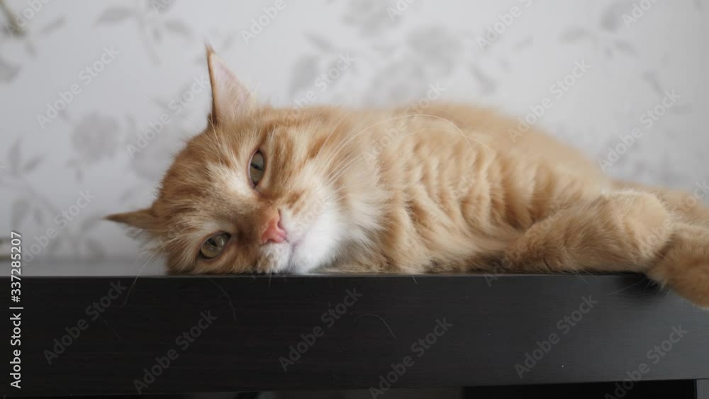 Cute ginger cat lying on shelf. Fluffy pet sits at home in quarantine without walking outside. Slow motion. Cute ginger cat lying on shelf. Fluffy pet sits at home in quarantine without walking outside. Slow motion.