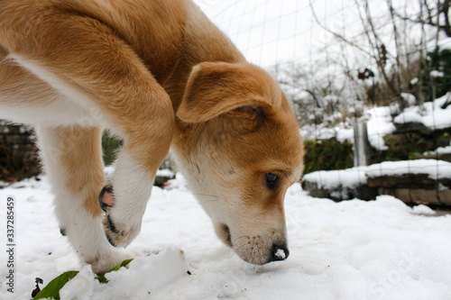 Cute puppy tracking a scent trail in the snow