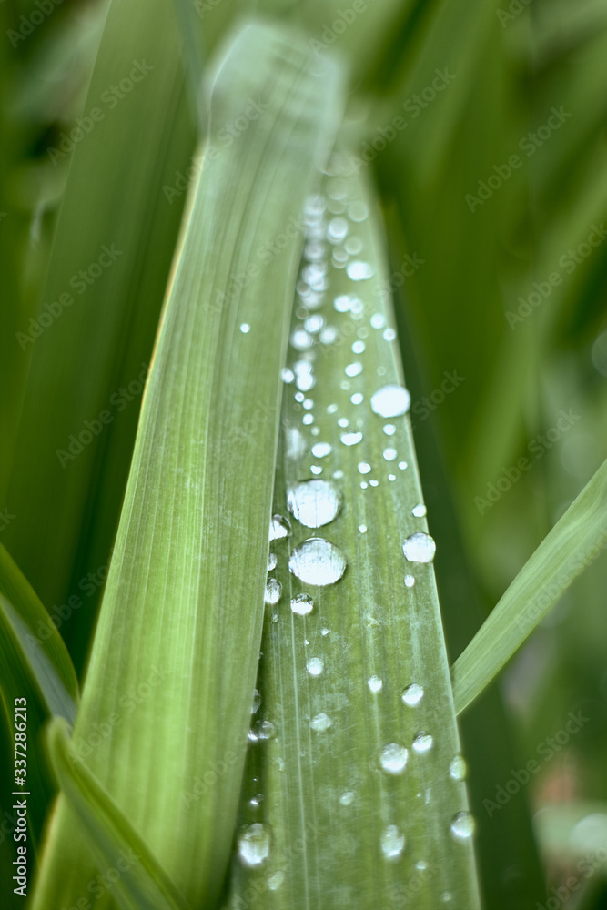 Fototapeta premium leaves with water drops