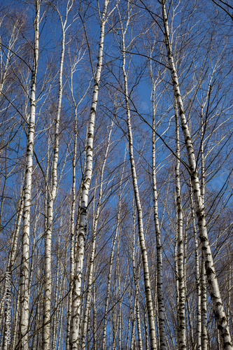 birch grove in early spring