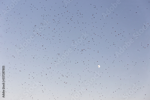 Flock of birds, Common starling, flying in a blue sky with moon