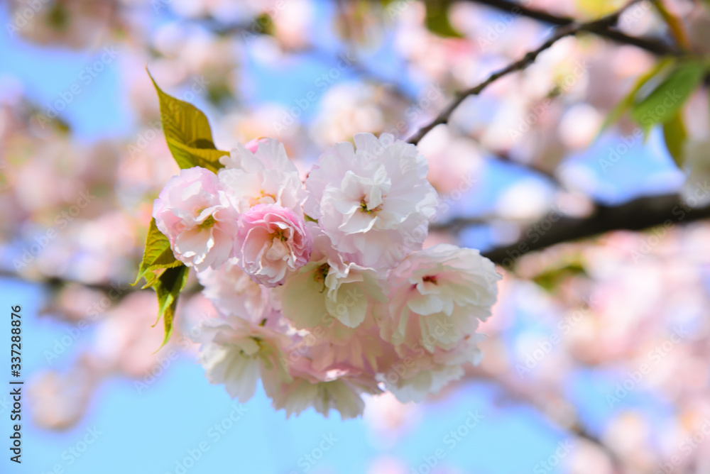 Obraz premium 八重桜