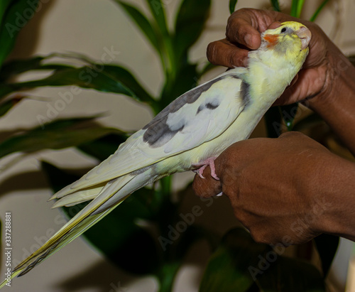 cockatiel enjoying human care