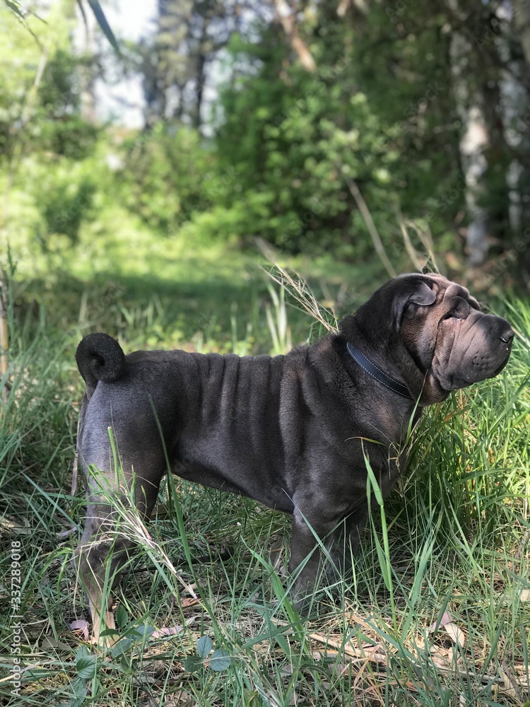 Sharpei