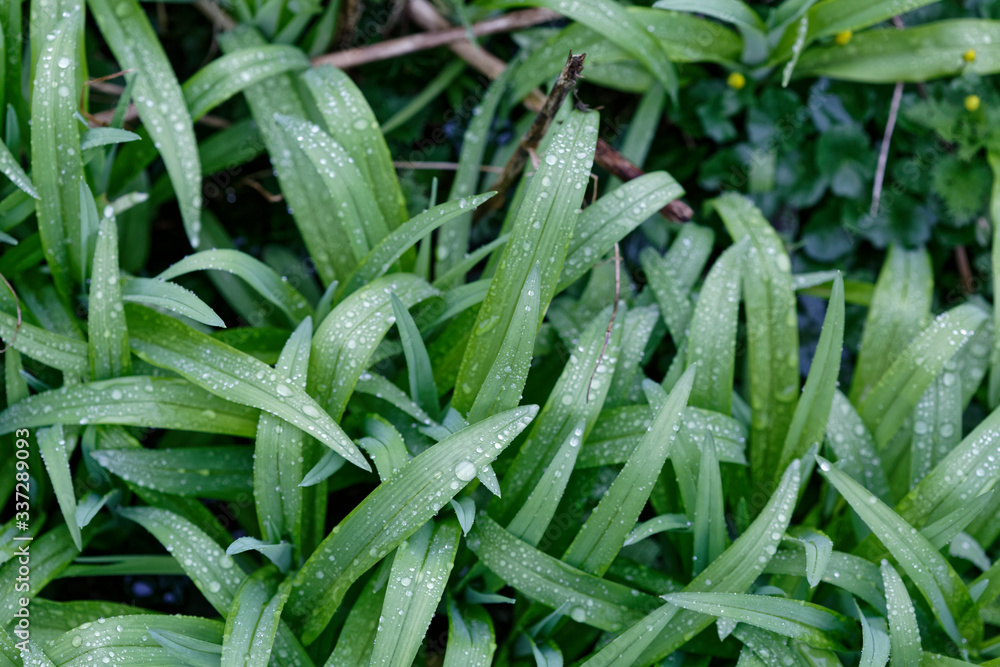 Feuilles d'iris sous la pluie de printemps du Pas-de-Calais Feuilles d'iris sous la pluie de printemps du Pas-de-Calais