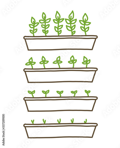Growing seedlings stages. Plant shoots tray. Seedlings agriculture. Development stage animation progression. Ripening period. Vector line hand-drawn sketch.