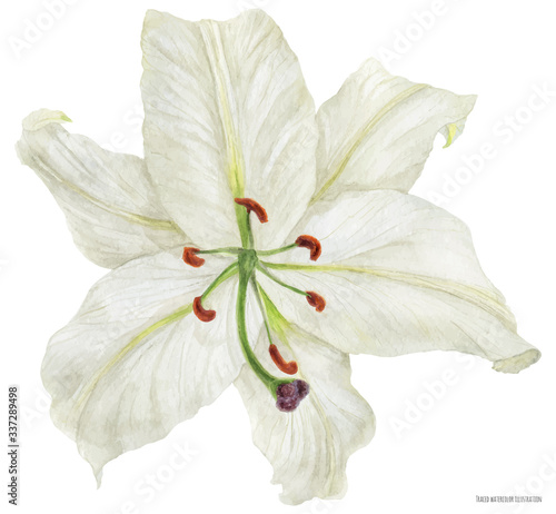Flower of White Oriental Lily, traced botanical watercolor
