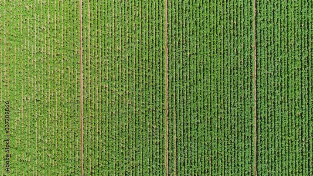 Green trees growing in field in rows