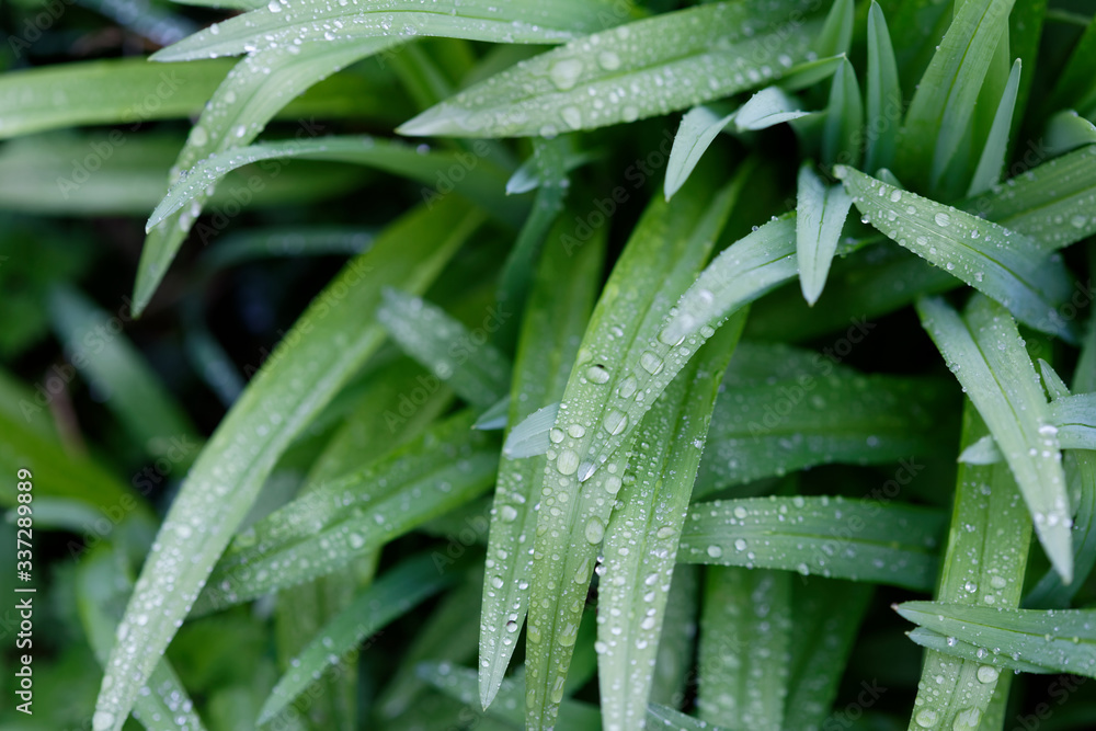 La pluie sur les feuilles d'iris La pluie sur les feuilles d'iris