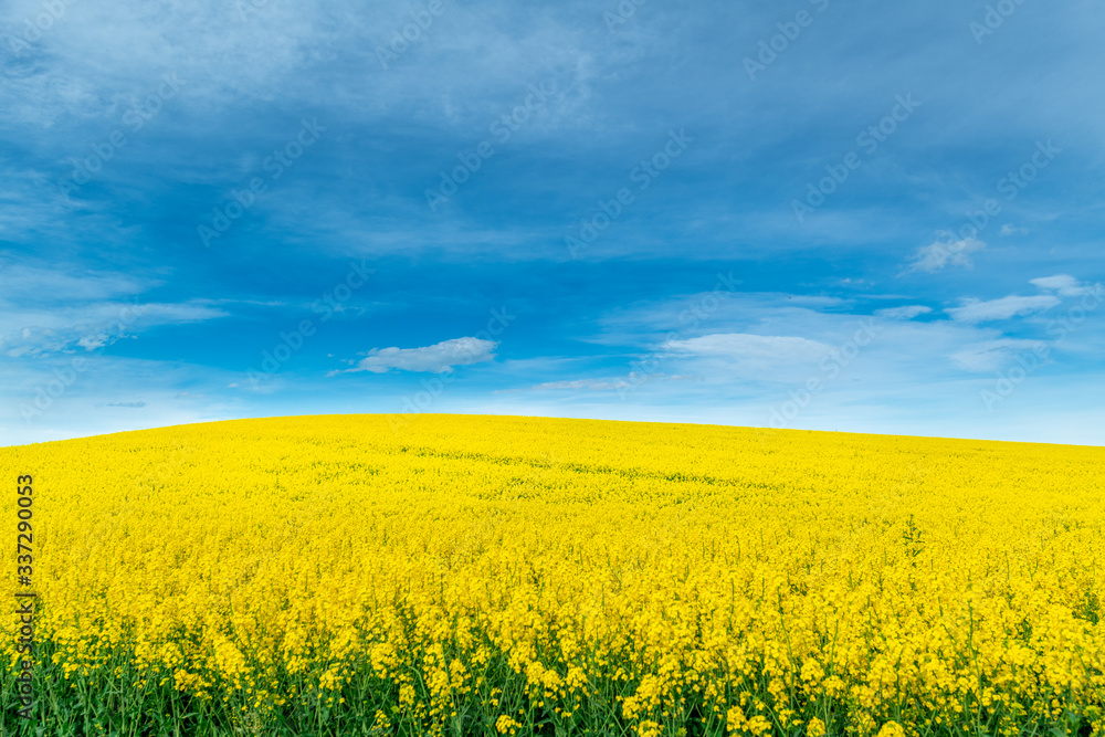 Yellow crop of canola oil tree grown as a healthy cooking oil or conversion to biodiesel as an alternative to fossil fuels.