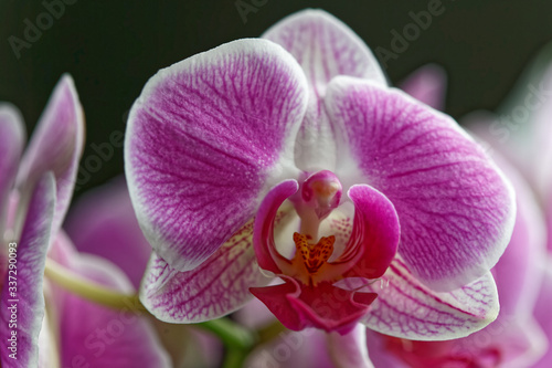 Fleur d orchid  e violette