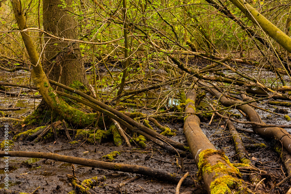Obraz premium Natural swampy forest, primeval forest in Germany, trees in the swamp, water, mud