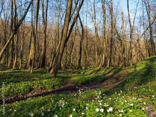 Fototapeta Naklejka Na Ścianę i Meble -  Spring forest with flowers and bare trees in Vynnyky forest, Lviv, Ukraine