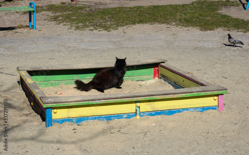 Foto Funny cat in a sandpit.  Funny playing animals