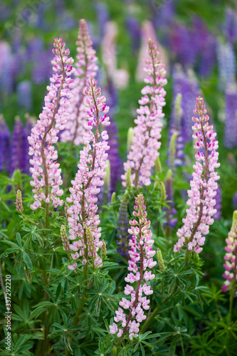 Lupin flower during springtime at Lake side of Tekapo, New Zealand. In cloudy day.