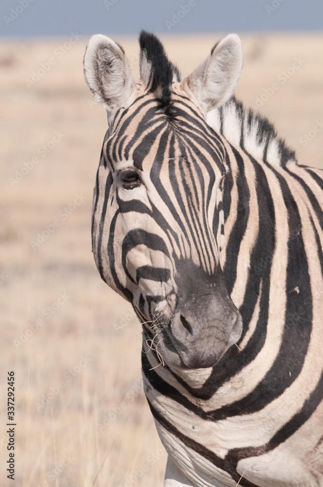 Naklejka premium zebre