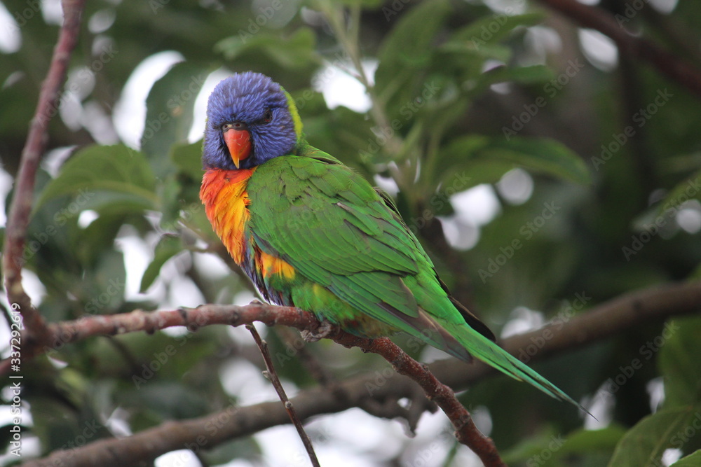 Naklejka premium Rainbow Lorikeet in an apple tree