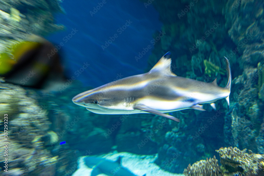 Fototapeta premium wild sharks in the aquarium