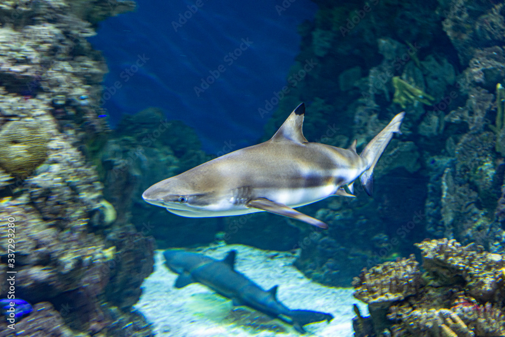 Fototapeta premium wild sharks in the aquarium