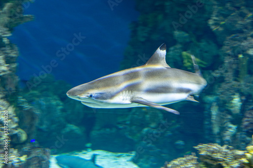 wild sharks in the aquarium