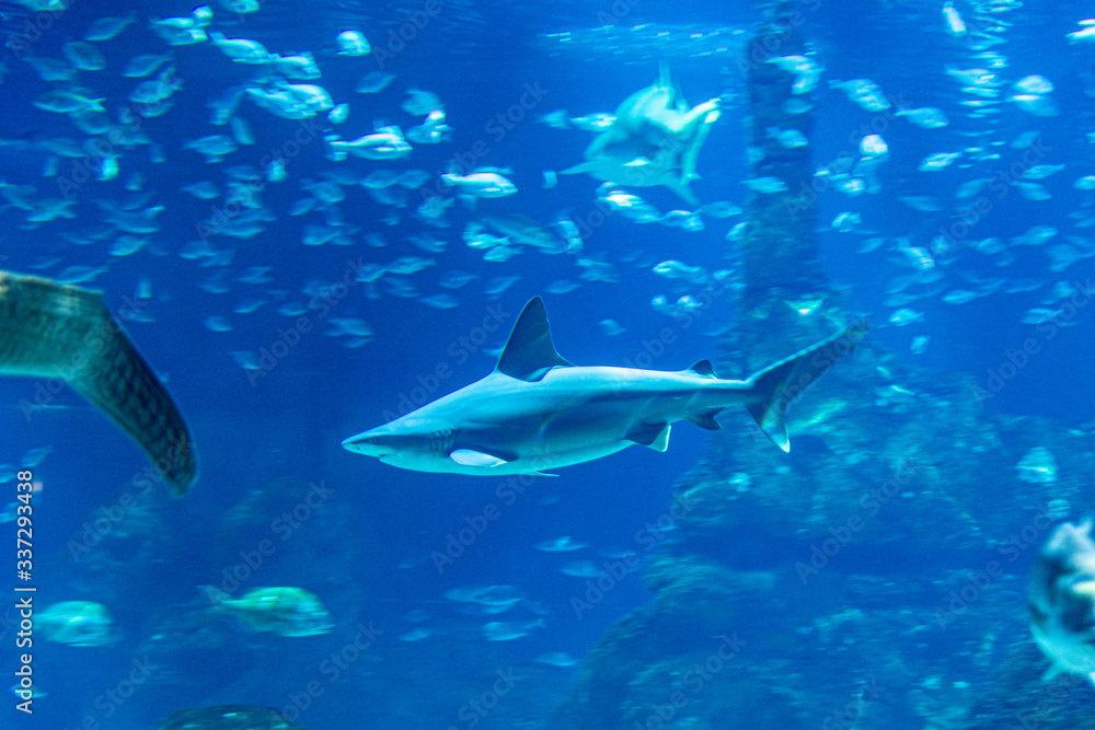 wild sharks in the aquarium wild sharks in the aquarium