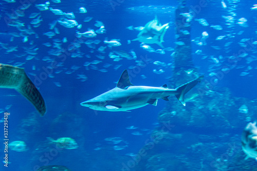 wild sharks in the aquarium
