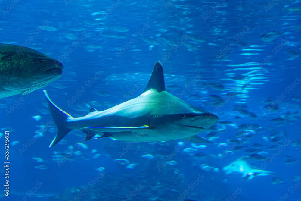 Obraz premium wild sharks in the aquarium