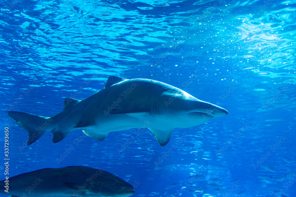 Fototapeta premium wild sharks in the aquarium
