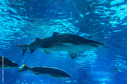 wild sharks in the aquarium © Adolf